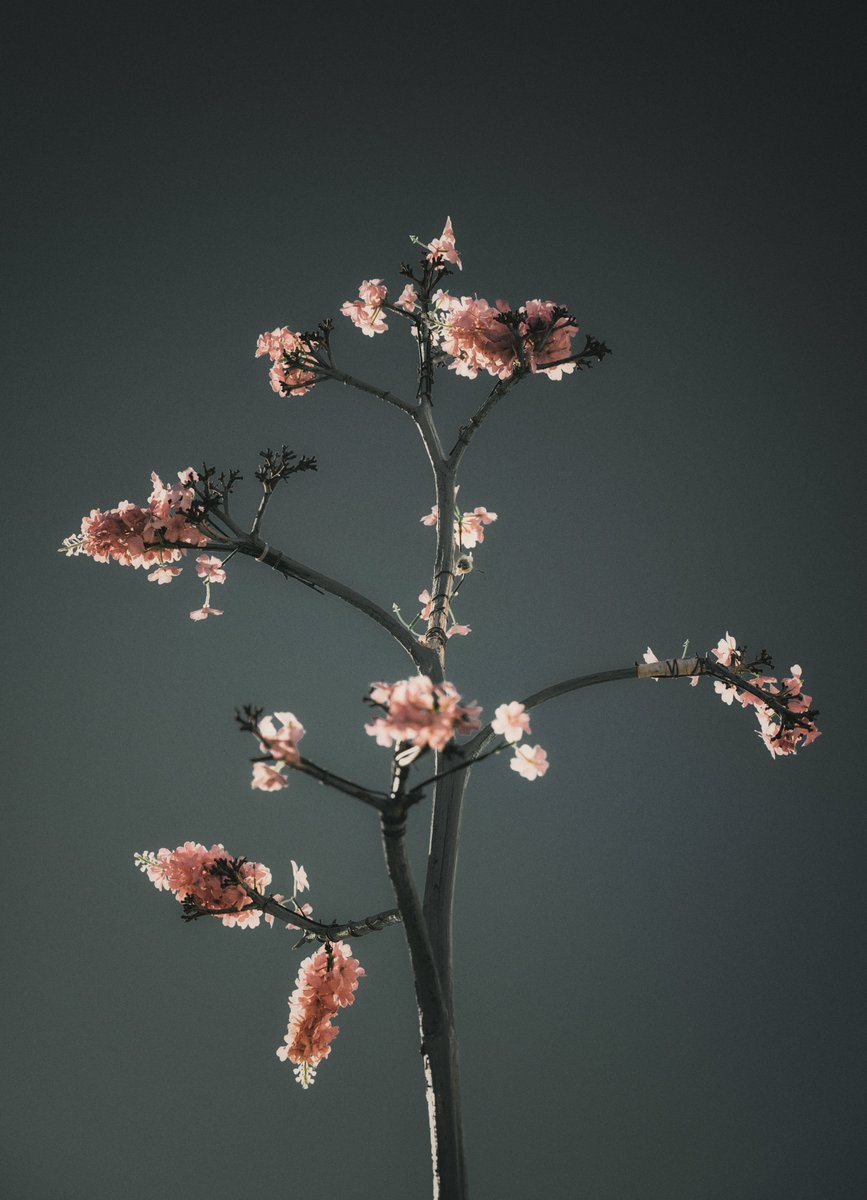 mandolinaes's tweet photo. Gn,
"When a flower doesn’t bloom, you fix the environment in which it grows, not the flower."
- Alexander Den Heijer
Think about that before closing your eyes tonight.
Sleep tight, friends
#notminted https://t.co/qdNLGuXyke
