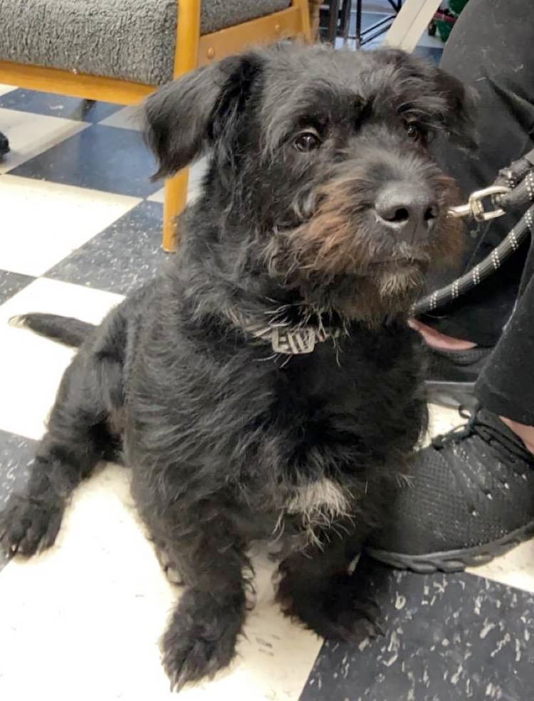 ift.tt/0JTsnaW #DoYouKnowThisDog? W Lawrence Ave & N Elston Ave, Irving Park, Chicago, Cook County, IL, US, 60630.  

Male - Terrier - Black.  Found: 2022-12-30

CONTACT:   (773) 907-0305 
Email:  033c6009@contact.petfbi.org 

--- Do you have information about this dog…