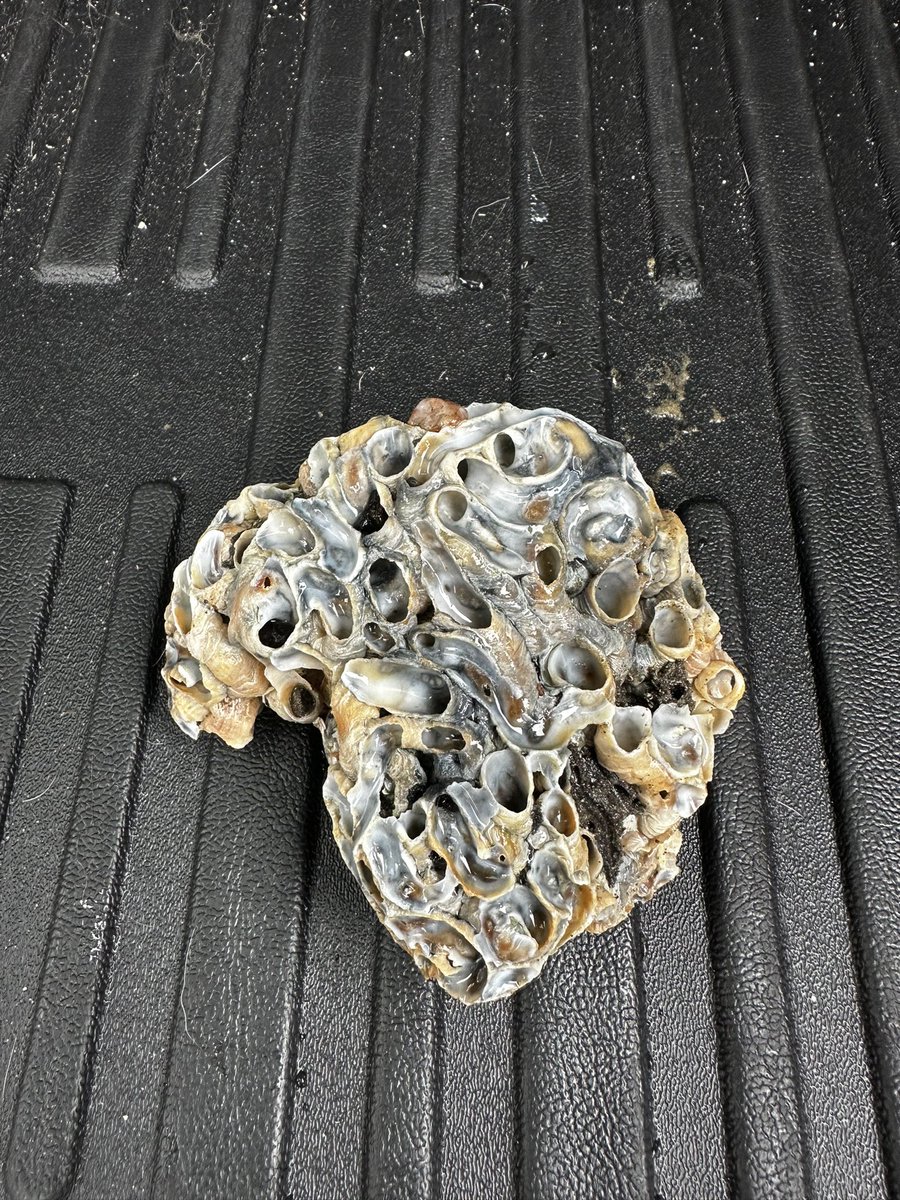 createinchrist's tweet image. Found some cool rocks and shells at the beach today! It’s amazing how much details God put into even the smallest things. I’m so thankful that we have such an awesome God!!!