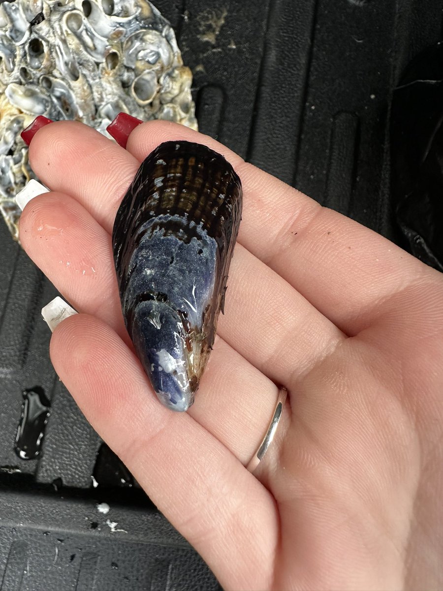 createinchrist's tweet image. Found some cool rocks and shells at the beach today! It’s amazing how much details God put into even the smallest things. I’m so thankful that we have such an awesome God!!!