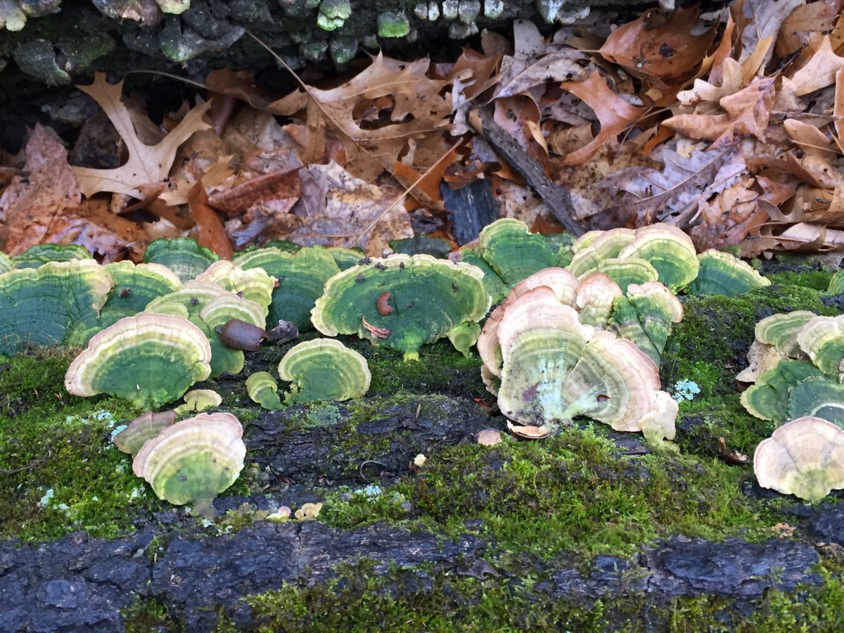 Trailwalker13's tweet photo. #DiscoDancingDecember Walked 3 miles in the drizzle with Tom beside me singing Rhapsody in the Rain by Lou Christie. #FungiFriday https://t.co/kS2WTbAihT