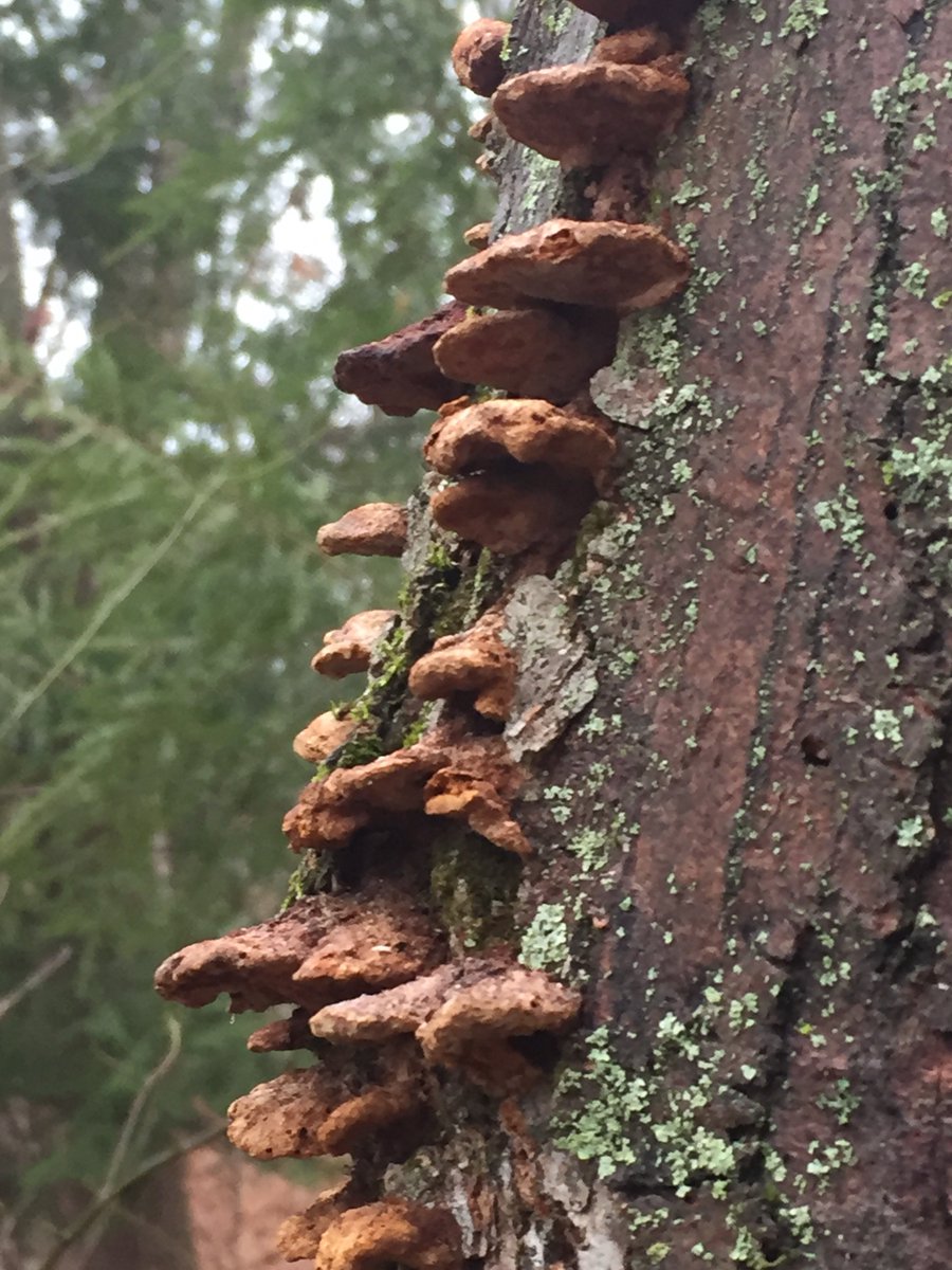 Trailwalker13's tweet photo. #DiscoDancingDecember Walked 3 miles in the drizzle with Tom beside me singing Rhapsody in the Rain by Lou Christie. #FungiFriday https://t.co/kS2WTbAihT