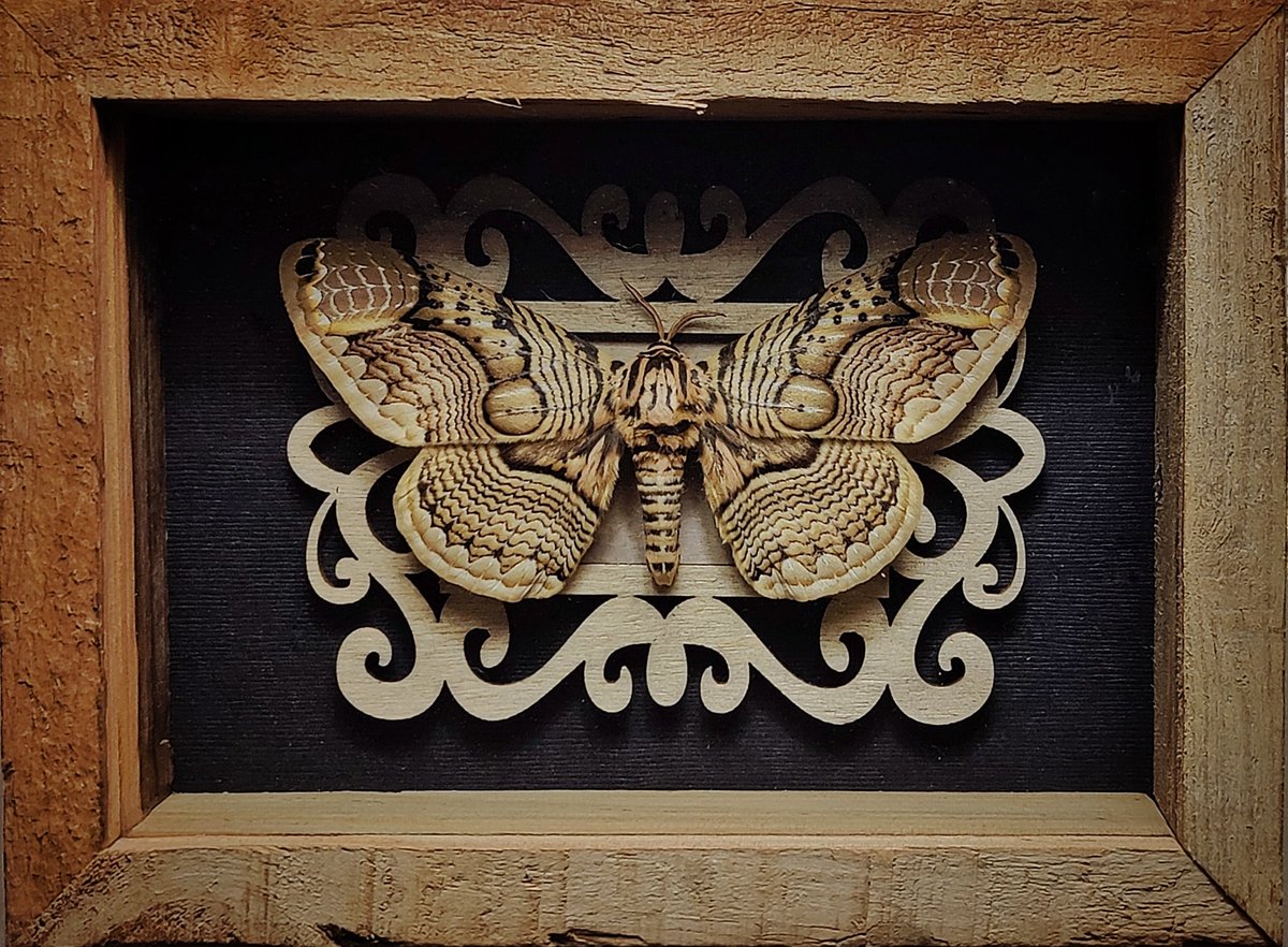 DeadLeafdesign1's tweet photo. @moths_daily Always happy to see any and all moths! Here are some that I have pinned and framed recently. https://t.co/cclttbvf7v