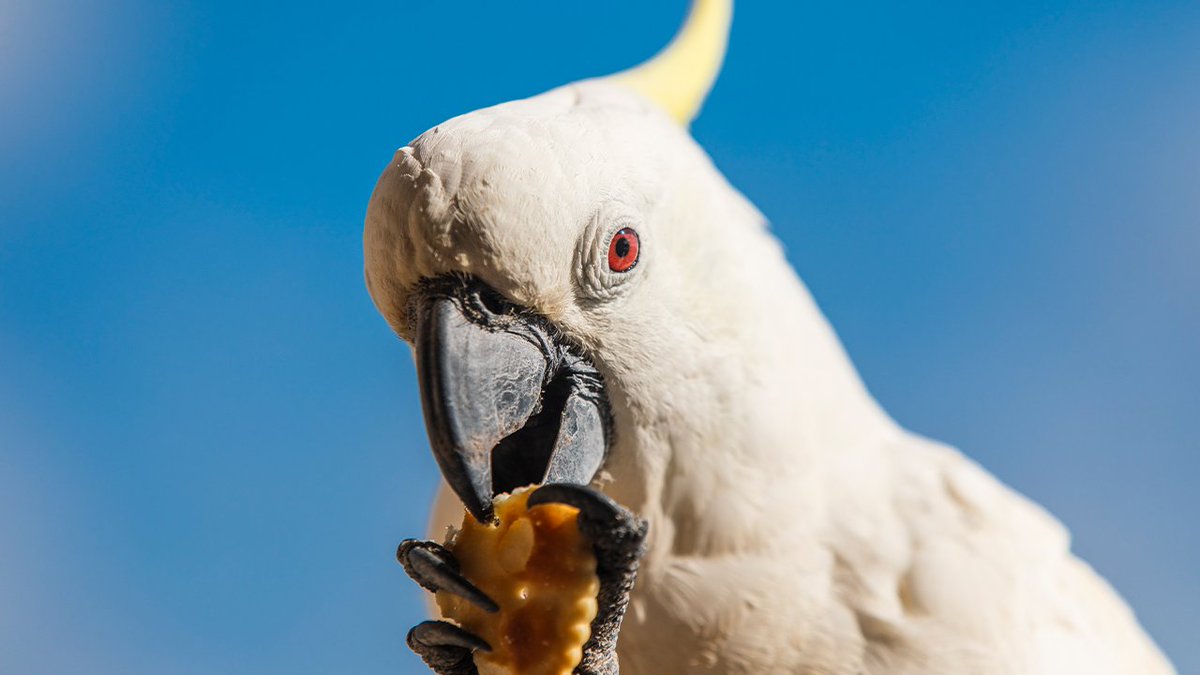 snobfielder on Twitter "RT TechInsider Wild cockatoos in Australia