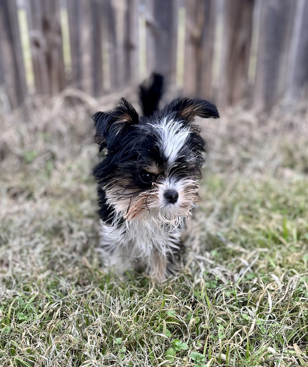 Evie The Wawa tweet media