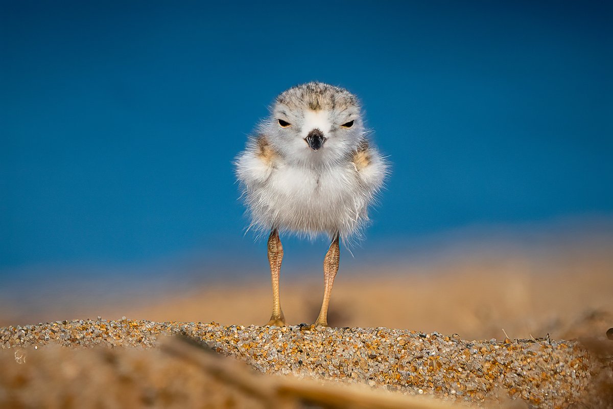 USFWS News on Twitter "RT USFWS Piping plovers along the Atlantic