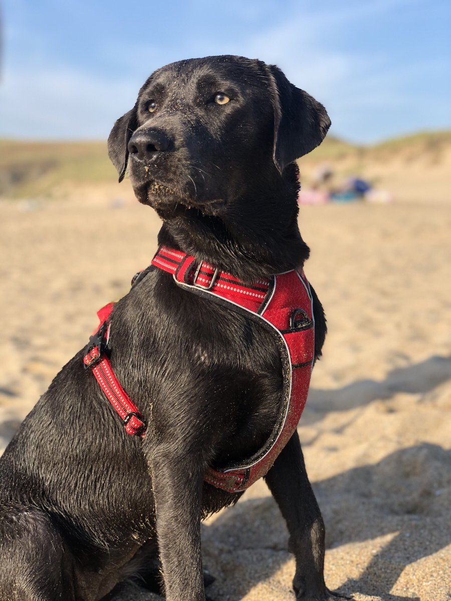 Meine Junghündin weiß noch nichts von dem anstehenden #Feuerwerk morgen, bis jetzt ist sie unerschrocken durchs Leben gegangen. Ich wünsche mir, das könnte so bleiben. Nehmt Rücksicht: Die Böllerei ist einfach purer Stress für alle Tiere.