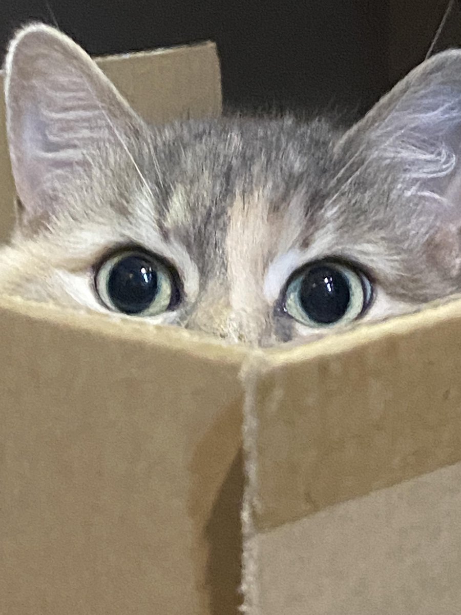 Michael's Cat tweet media