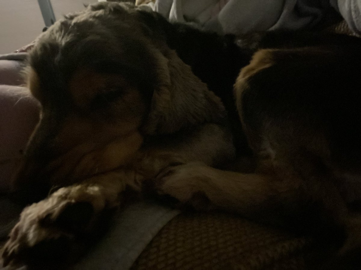 CockerShow's tweet image. Love cuddles with Humom. Before she heads off the Bedfordshire. I tink it’s a long way. She goes every night, but always back to snuggle me in the da mornings….