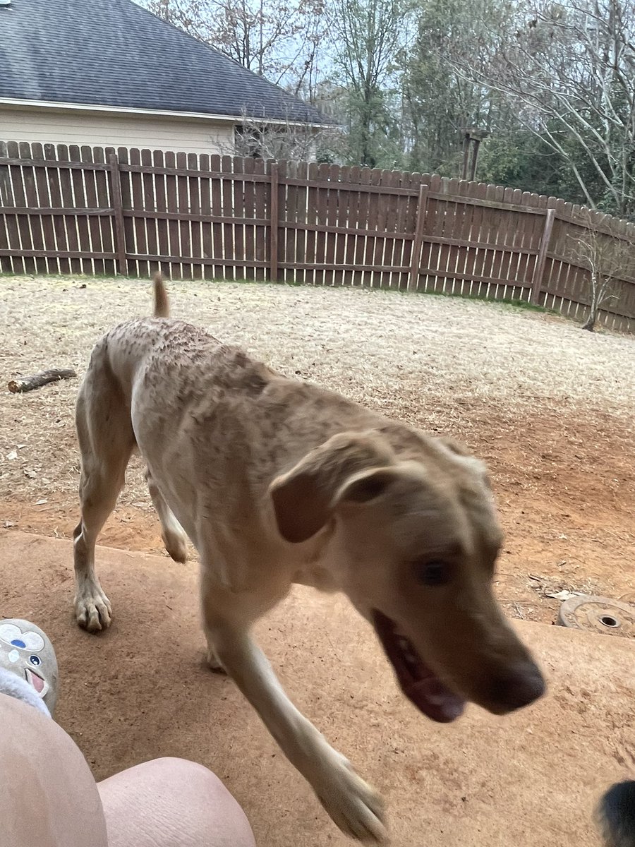 amberjfogarty's tweet photo. my dogs play so rough all of my grass has been ripped up and now it’s just dirt… I gave them a bath after this and they both got the zoomies https://t.co/otielsTe1h