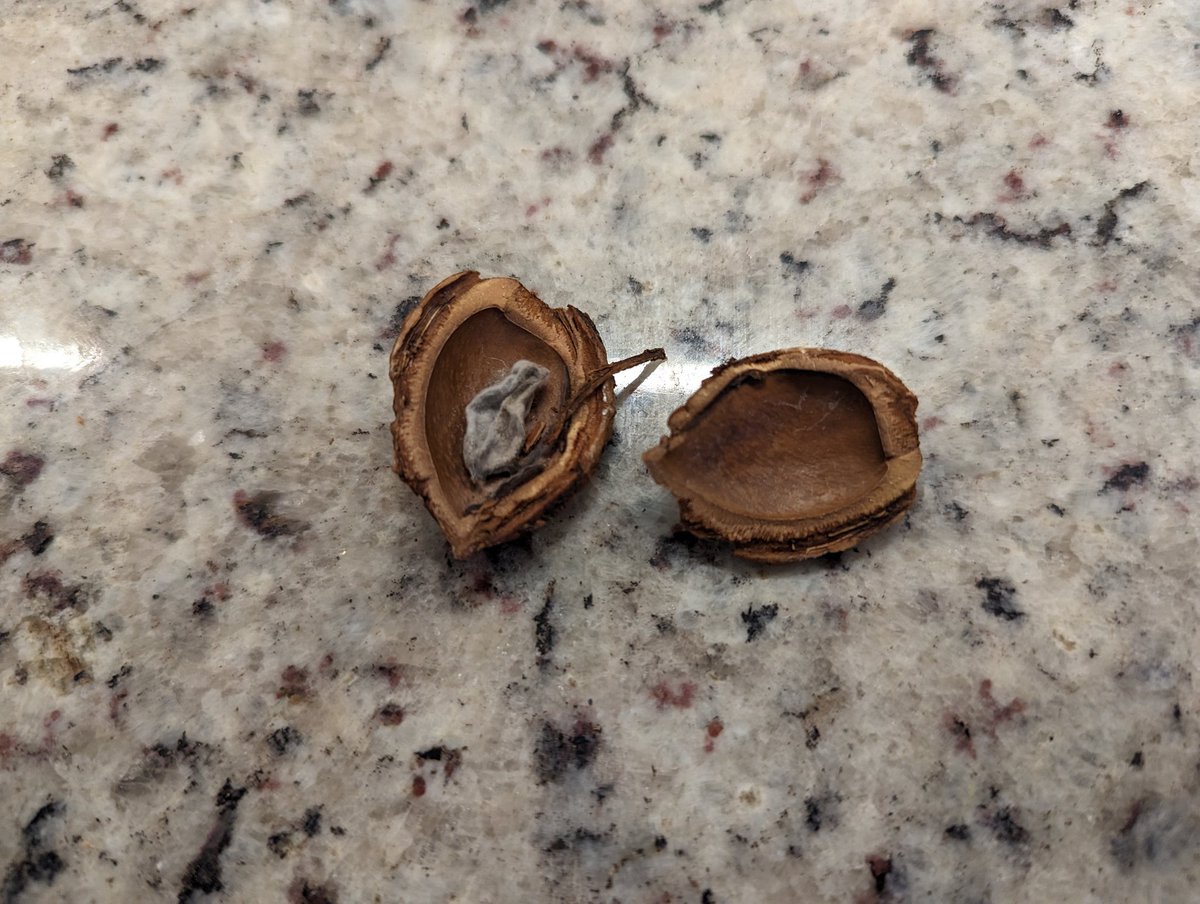 evandaremington's tweet photo. Our mighty almond harvest of 2022. https://t.co/w3mnJl2FtM