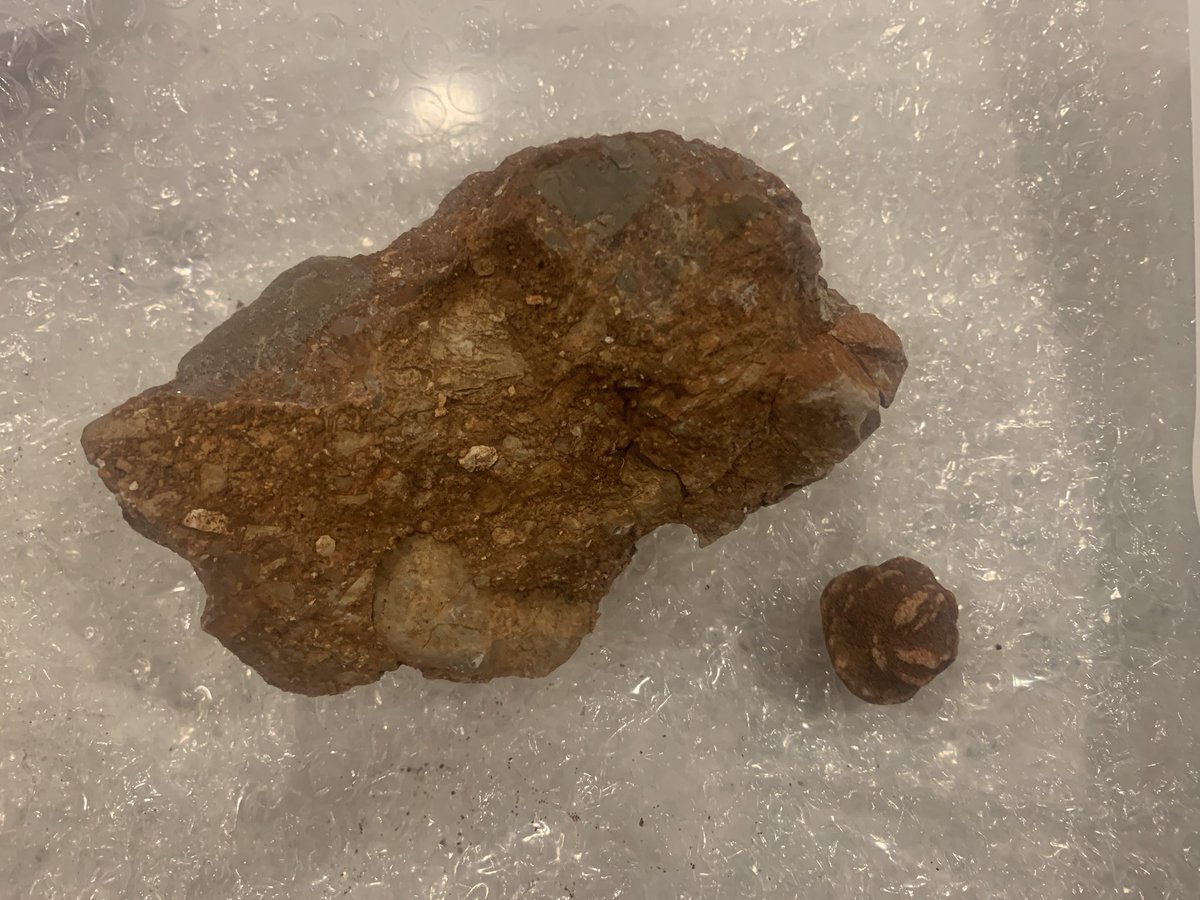 A sample from the Meers fault and a barite “rose”, the state rock of Oklahoma!  <a href="/SS_RockExchange/">#RockExchange</a> #rockexchange2022