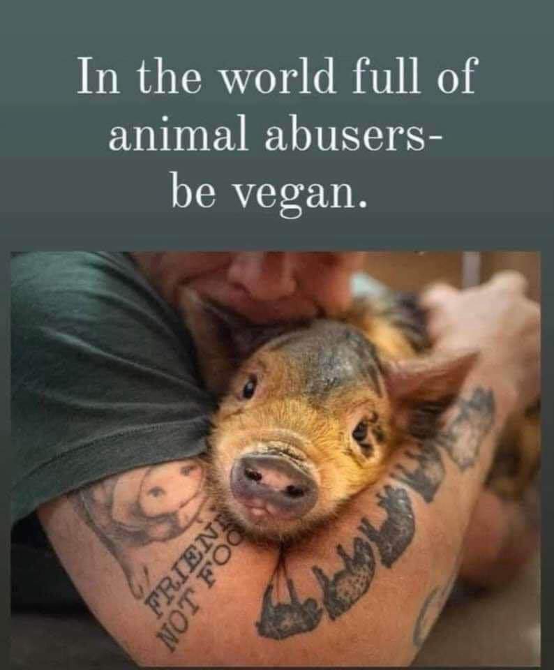 #AnimalCruelty #plantbased #Vegan #veganism #LiveKindly