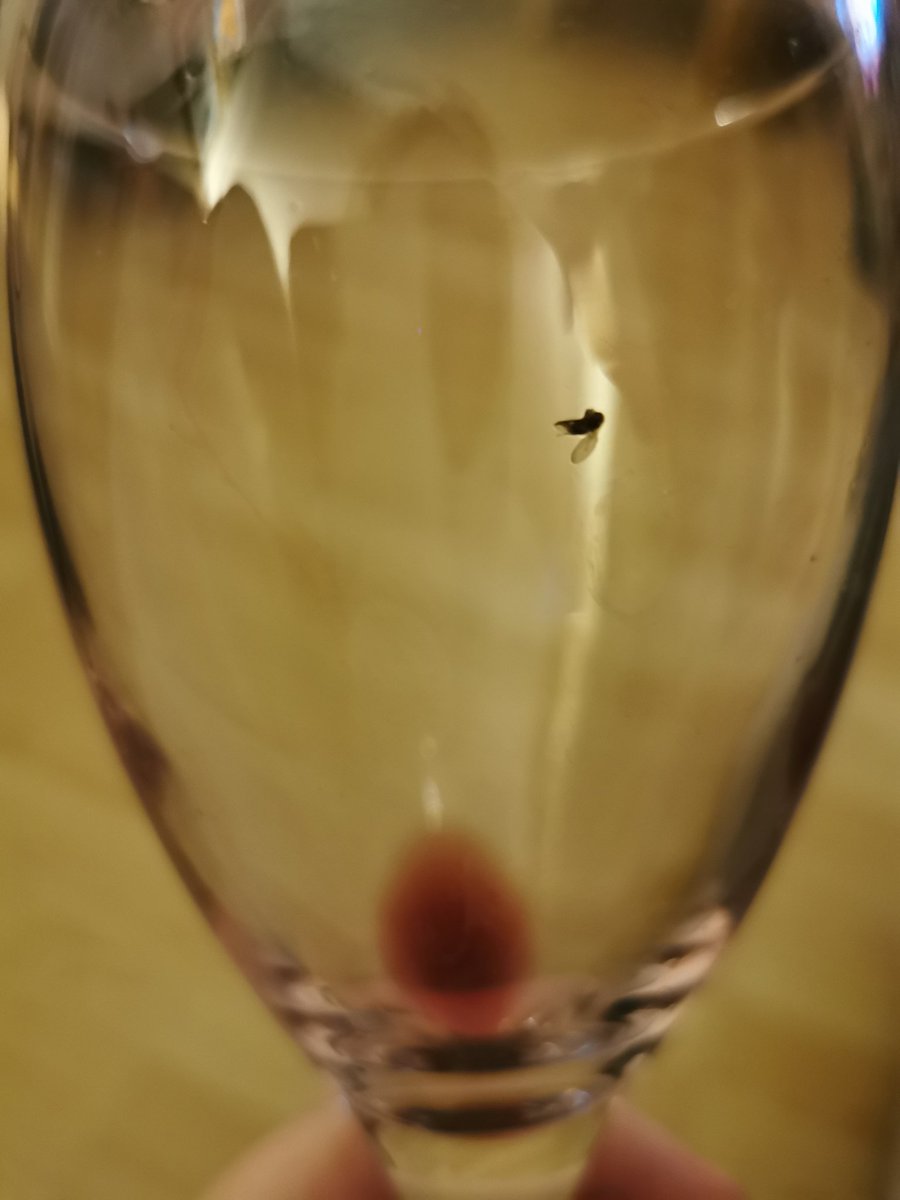 iamnotanicola's tweet photo. This bastard was in my drink the whole time 🍷

I feel an @Alanis song coming on...

#ironic2022 #malbecnotchardonnay https://t.co/RC0Rz750wI