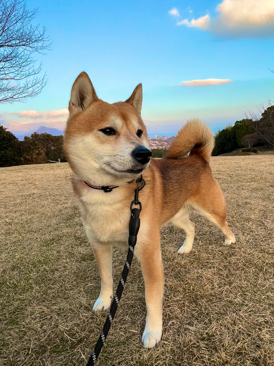 #2022大晦日
#イマソラ #空 #写真
#柴犬 #犬 #愛犬 #dogs

今年もお世話になりました🙇‍♂️
良いお年をお迎えください🎍 https://t.co/mj2tLpy5LF