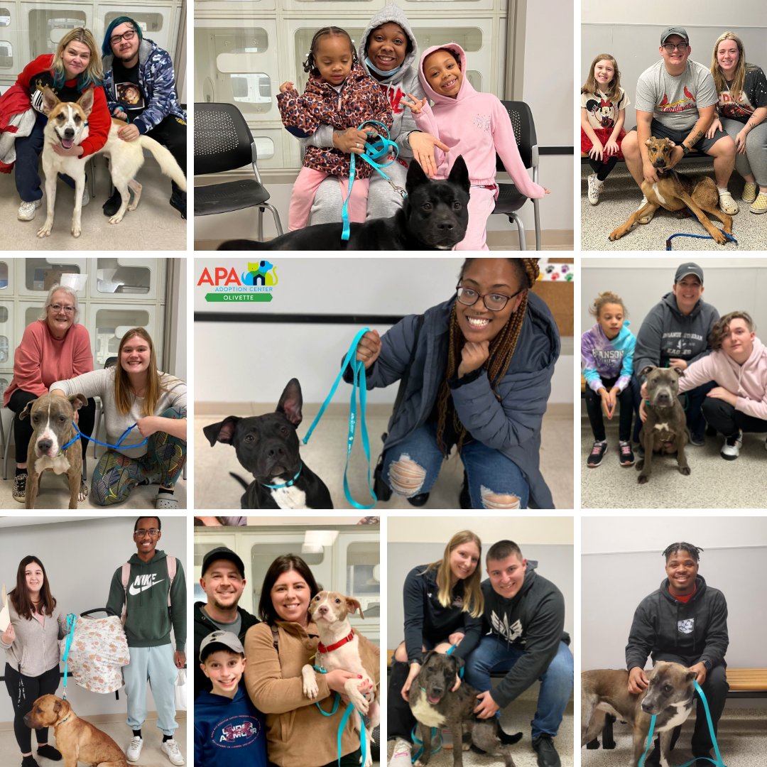 APAofMO's tweet photo. Look at all these big dogs who went home so far this week! 

All dogs over 40 pounds at APA Olivette have waived adoption fees until tomorrow, December 31st! 

Come and get your new family member today! Open until 6pm. 

To see all adoptable pets, visit https://t.co/PfvKivwGhZ https://t.co/tCAuTa5QeF