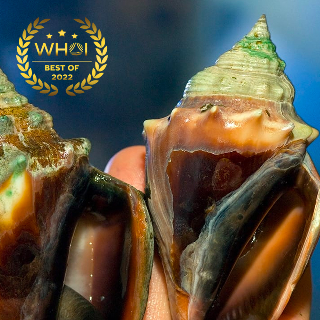 woods-hole-oceanographic-institution-and-collaborators-launch-world-s