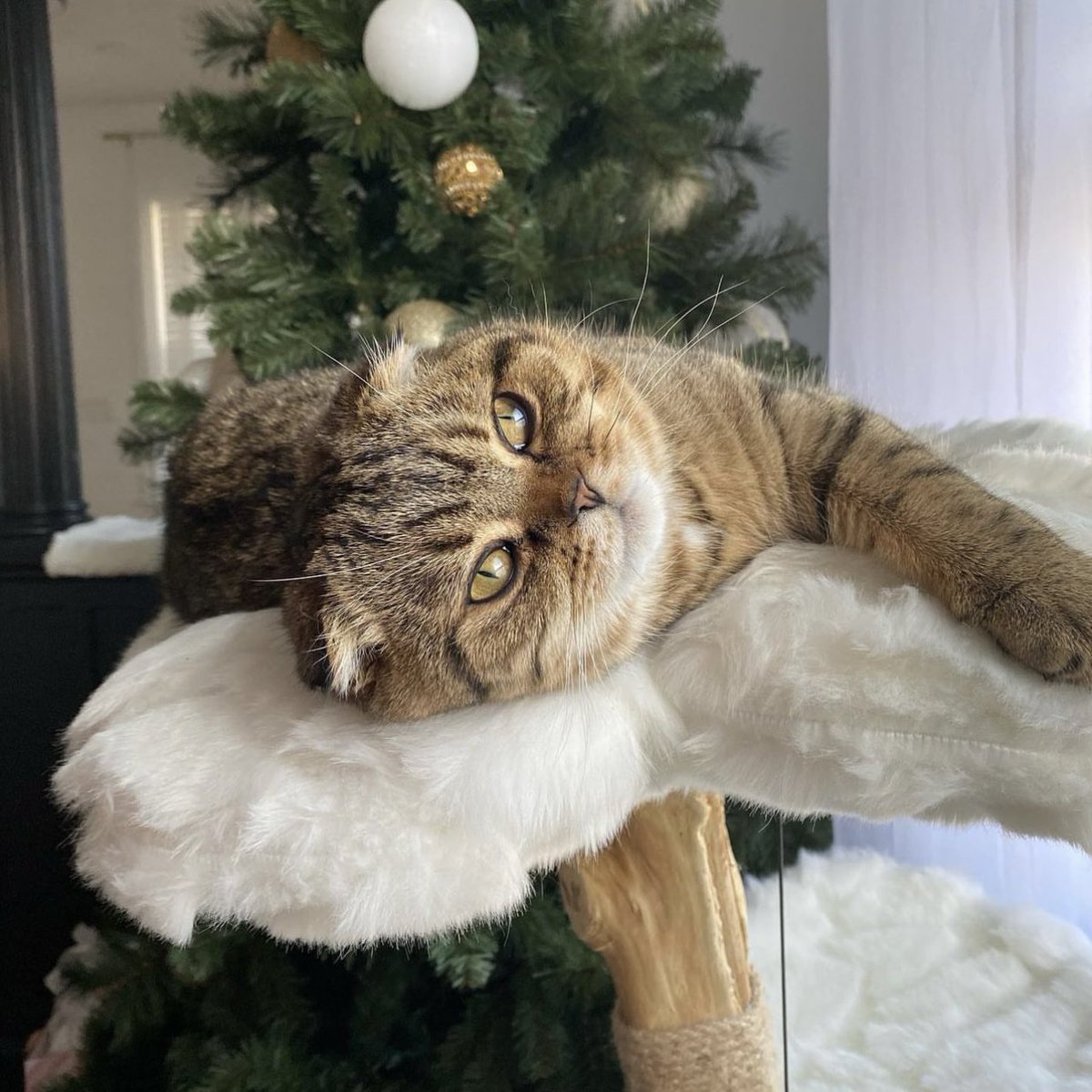 kbspets's tweet photo. Cooler temps call for a KBSPETS cat tree ✨ #catsoftiktok #catstagram #cats #catsoftwitter #catsonfacebook https://t.co/E4nGek0sjO