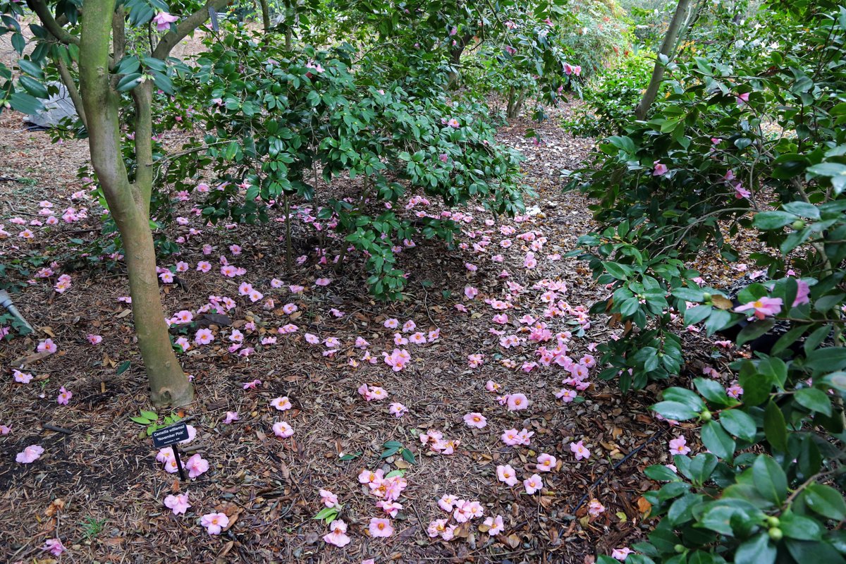 DescansoGardens's tweet photo. Don't forget to look down during #camellia season 🌼 Fallen #NovemberPink blossoms were beautifully carpeting the ground last week near #CenterCircle. Instead of falling petal by petal, the entire camellia drops once it has completed its bloom cycle 💐 #ExploreDescanso https://t.co/3U23VB79vH