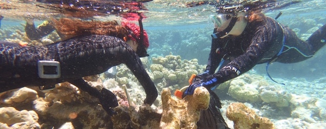 News from the Atoll | December 2022 - mailchi.mp/tetiaroasociet…
Our vision of Tetiaroa as a sanctuary for native species is already becoming a reality. This is cause for celebration.
Details in the newsletter.