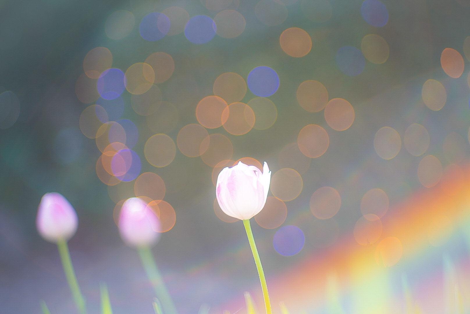 100年前のオールドレンズ Roussel KYNOR-