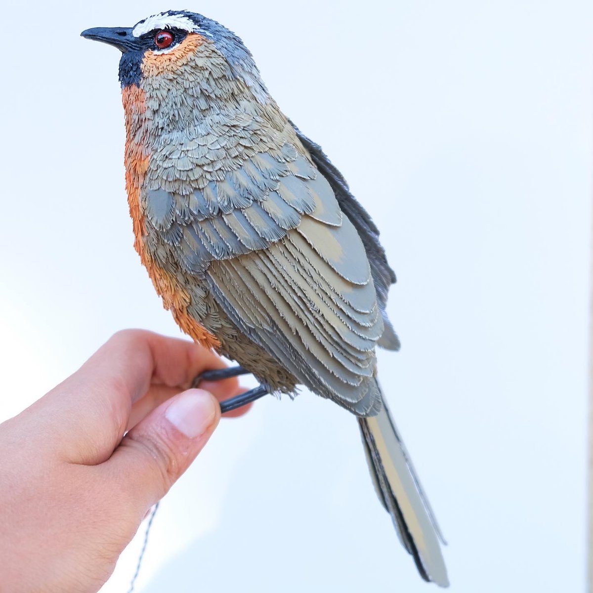 Palani , Ashambu and Nilgiri Chilappan  from left to right. Ending 2022 on a chirpy note ! Wishing all of you a Happy New Year!#laughingthrush #BirdsOfTwitter #aves #natgeo #wildlifeart