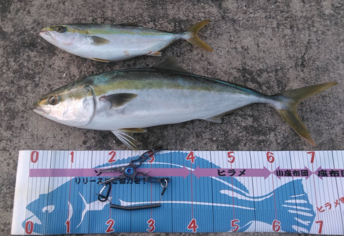takki22angler's tweet photo. シーパラダイスにて釣納釣行
日に日に渋くなっていくなかブリ一歩手前サイズをなんとかキャッチ
船長、あゆちぃ、同船者の皆様ありがとうございました
来年度も宜しくお願いします
帽子脱いだ後やからボサボサや…
#NonModo
#シーパラダイス
#あゆちぃ
#伊賀愛優菜
#Hapyson
#大阪府
#STRUSH https://t.co/rGeB1s3FXT