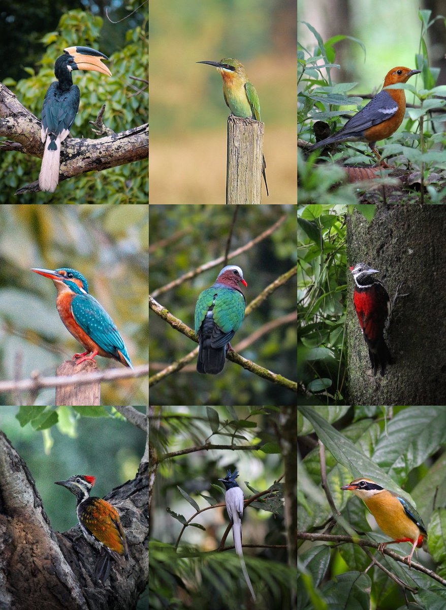 Isuru Ranasingha tweet media