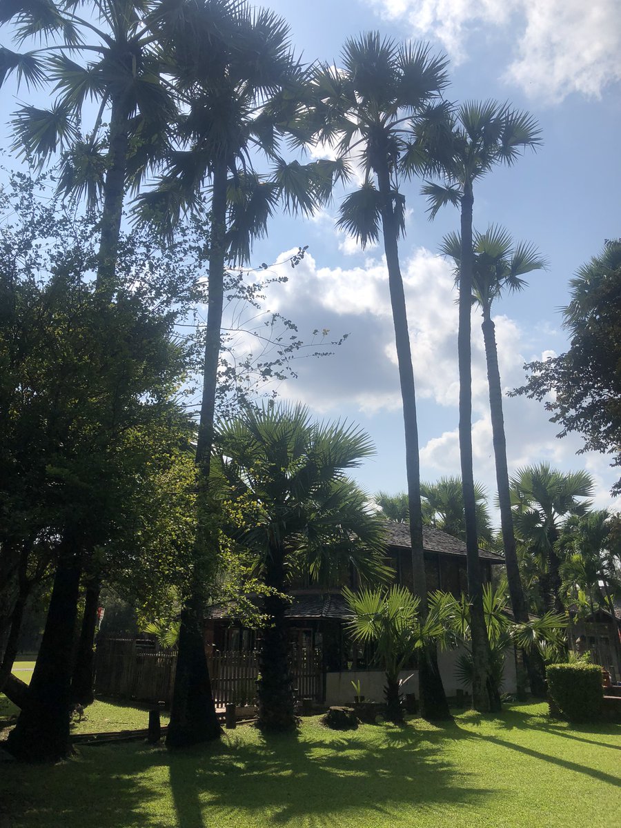 lovely temple and surroundings despite the Instagram thing #wattonkwen #chiangmai