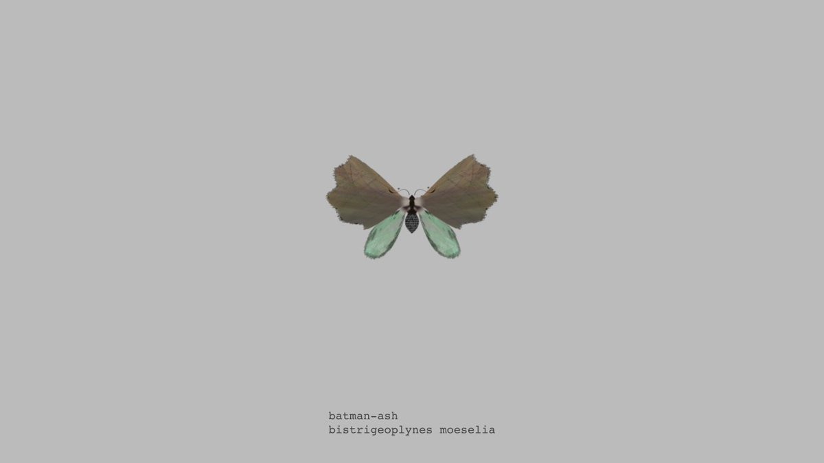 moth generator (@mothgenerator) / Posts / X
