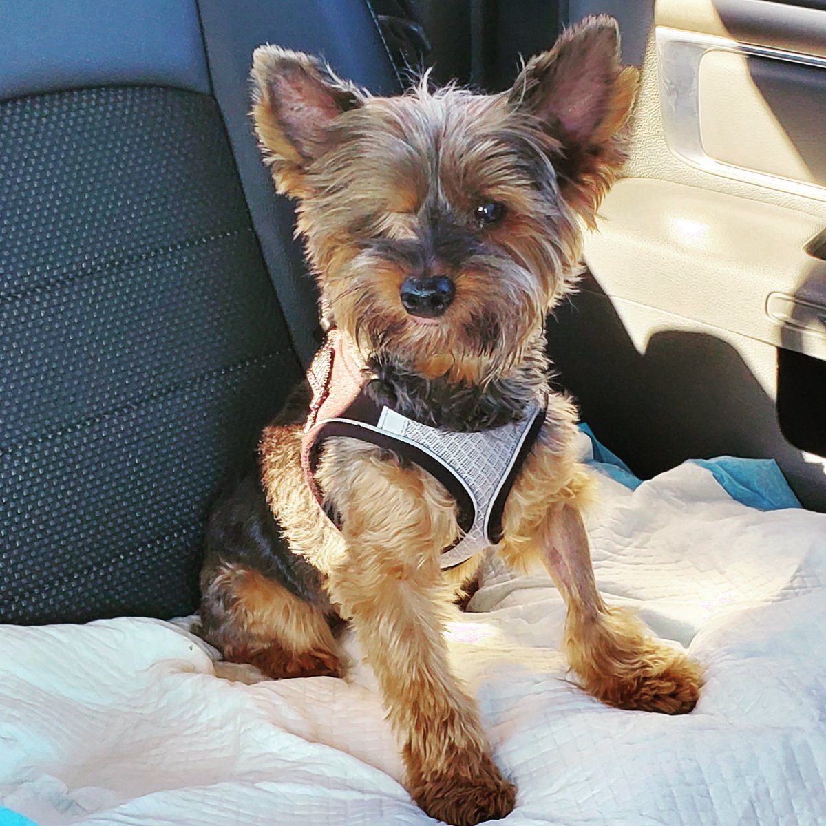 We lost our sweet Edward today. He was placed on a Rx diet when he got sick last month. We were ordering his food from <a href="/Chewy/">Chewy</a>  and his latest shipment arrived 2 days ago. Then this. Wow,Amazing Co! <a href="/Chewy/">Chewy</a> &amp; De Andre S., your kind words deeply touched my 💔. #PetsBringUsTogether