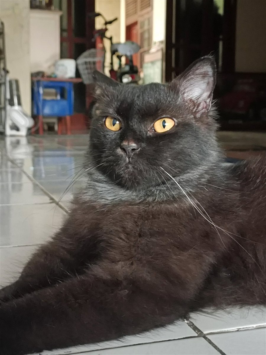 CakBandeng tweet media