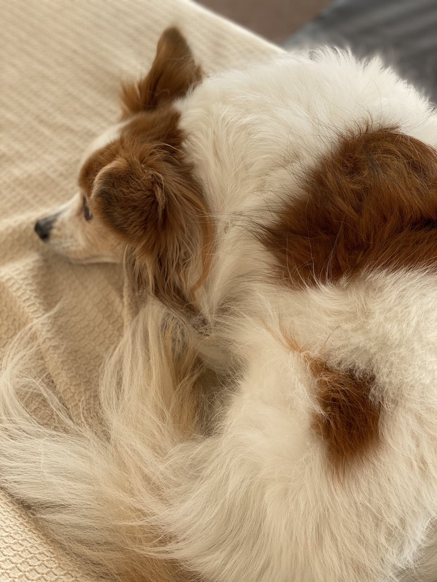 ソファの上の細いとこで器用に寝とる、そしてワンモナイトもどき^_^
#パピヨン　#大晦日　#今年もお世話になりました　#来年も宜しくお願いします