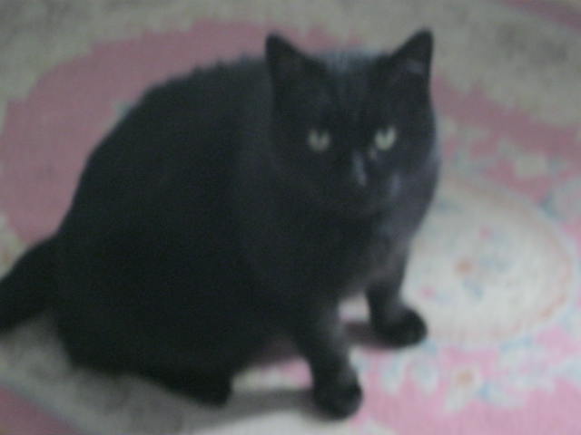 Cats In The House 4664 tweet media