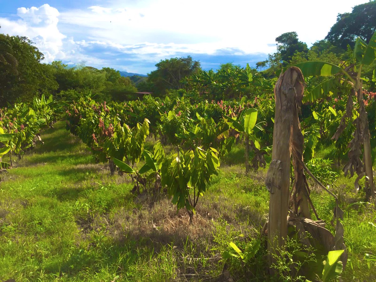 Nuestro cacaocultor de Garzón, Huila, Gerardo Farfán, junto a su hermoso cultivo. 🌿 📸 Fotos por nuestro extensionista Diego Manrique.