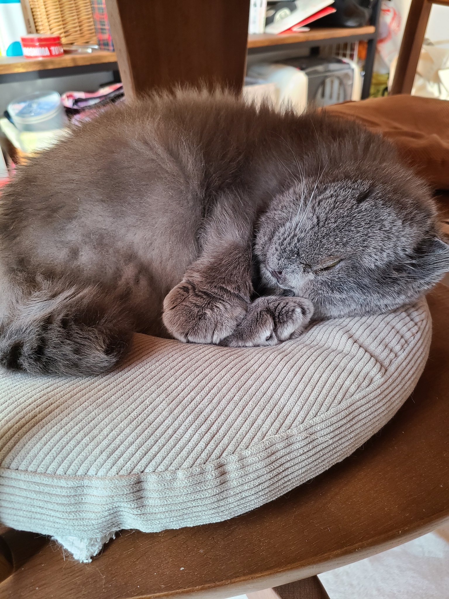 猫のいびき Twitter Search Twitter