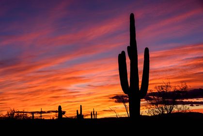 You still have time before the calendar changes to make your 2022 donation to the Desert Museum! ❤️ Donate today: bit.ly/3Ibb2iL
Thank you so much to everyone who has donated to support the Desert Museum's mission this year. We appreciate you!!
📸: Miguel Vigil