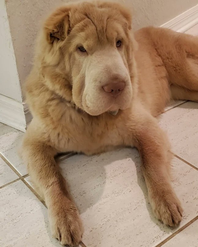 BarcellonaR's tweet image. I couldn't resist doing more poses! 🤗🤗🤗

#posing #posingpractice #posingforthecamera #model #modeling #modellife #dogsoftwitter #dogs #dogsharpei #sharpei #sharpeilove #sharpeipuppy #sharpeilovers #sharpeilife