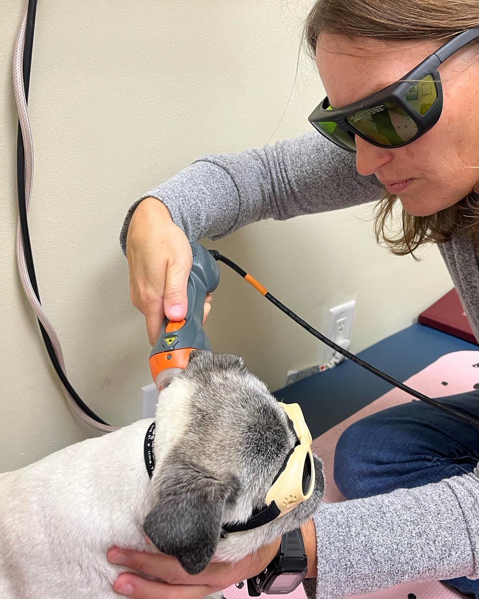 Pia_Pia_the_Pug's tweet photo. Acupuncture Day at @tcanimalrehab #pug #happyday #relaxation #happy #love #ready #needit #electricalstimulation #guthealth #pugnation #puglife #puglove #precious #sweet #chillin #cantgetenough #thankyou #trulygrateful #appreciate #lasertherapy #acupuncture https://t.co/C6oPUojdyM