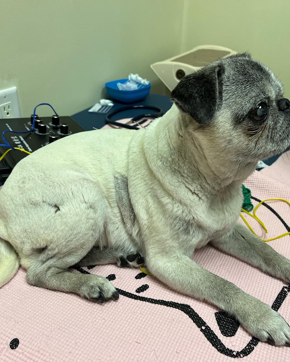 Pia_Pia_the_Pug's tweet photo. Acupuncture Day at @tcanimalrehab #pug #happyday #relaxation #happy #love #ready #needit #electricalstimulation #guthealth #pugnation #puglife #puglove #precious #sweet #chillin #cantgetenough #thankyou #trulygrateful #appreciate #lasertherapy #acupuncture https://t.co/C6oPUojdyM