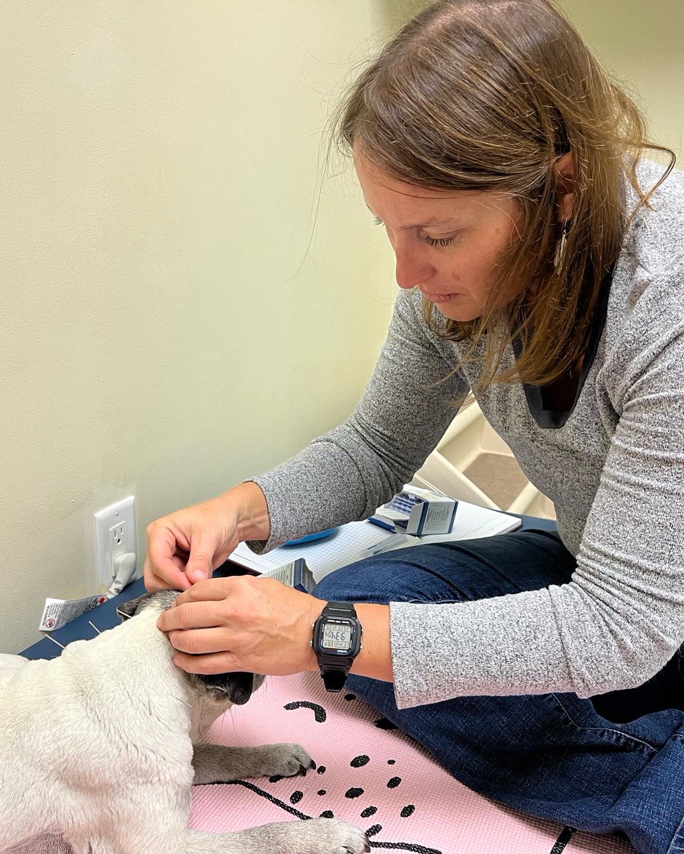Pia_Pia_the_Pug's tweet photo. Acupuncture Day at @tcanimalrehab #pug #happyday #relaxation #happy #love #ready #needit #electricalstimulation #guthealth #pugnation #puglife #puglove #precious #sweet #chillin #cantgetenough #thankyou #trulygrateful #appreciate #lasertherapy #acupuncture https://t.co/C6oPUojdyM