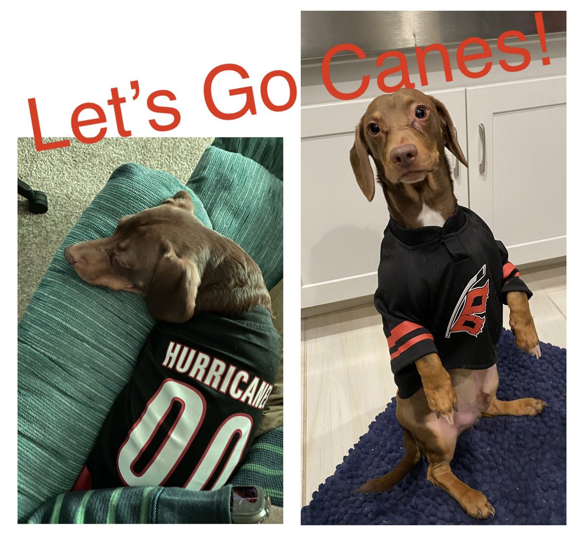 elanamie's tweet photo. #caniacsmiles https://t.co/omQHz1JvWS