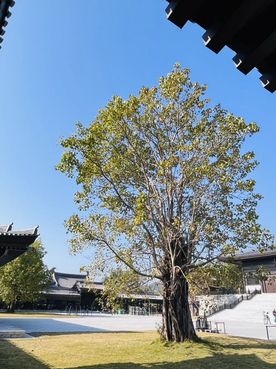 D01eng63's tweet photo. On the last day of 2022, I wish you all a happy weekend—————— Visit Tsz Shan Monastery and enjoy the warmth brought by the winter sun.☀️☀️☀️ https://t.co/ioVvqxfoxb