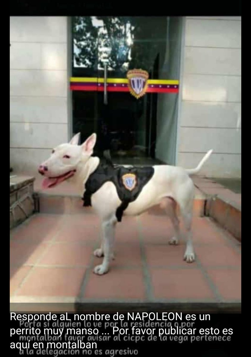 PerroUsuario's tweet photo. #SeBusca Montalbán CARACAS RT @milagrosmach: @manosdlsangeles  https://t.co/FiVrDcjd7B https://t.co/fmVWRotKGX