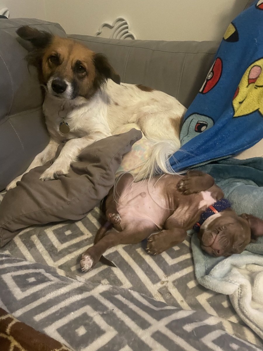summaa_rainn's tweet photo. I’m a proud dog mom 💜 I love my Maxo Bub &amp; my Billie Boo 🥰 https://t.co/P4ftH8cGF6
