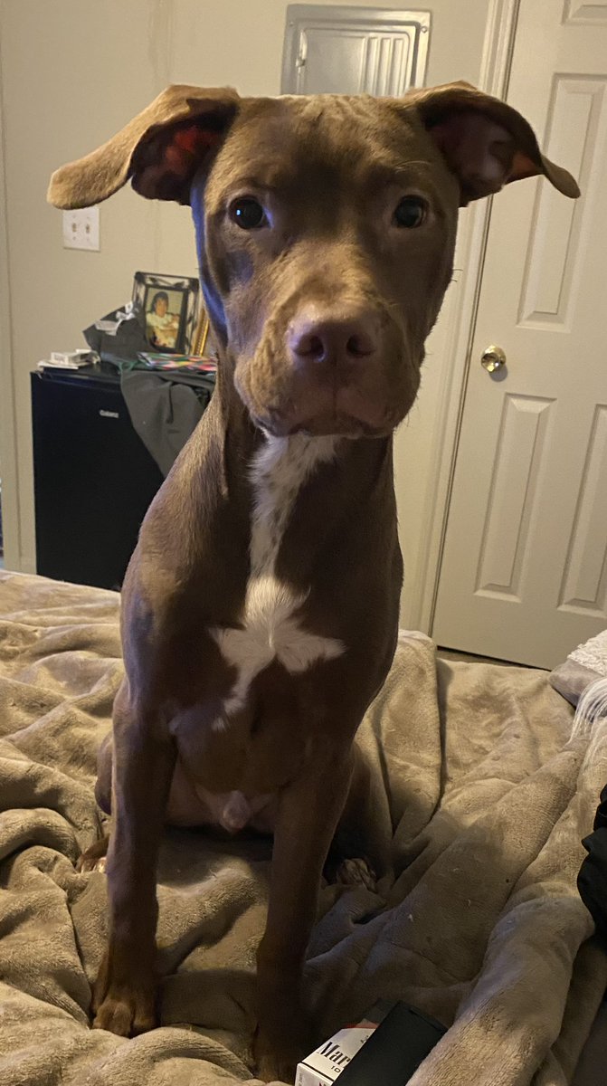 summaa_rainn's tweet photo. I’m a proud dog mom 💜 I love my Maxo Bub &amp; my Billie Boo 🥰 https://t.co/P4ftH8cGF6