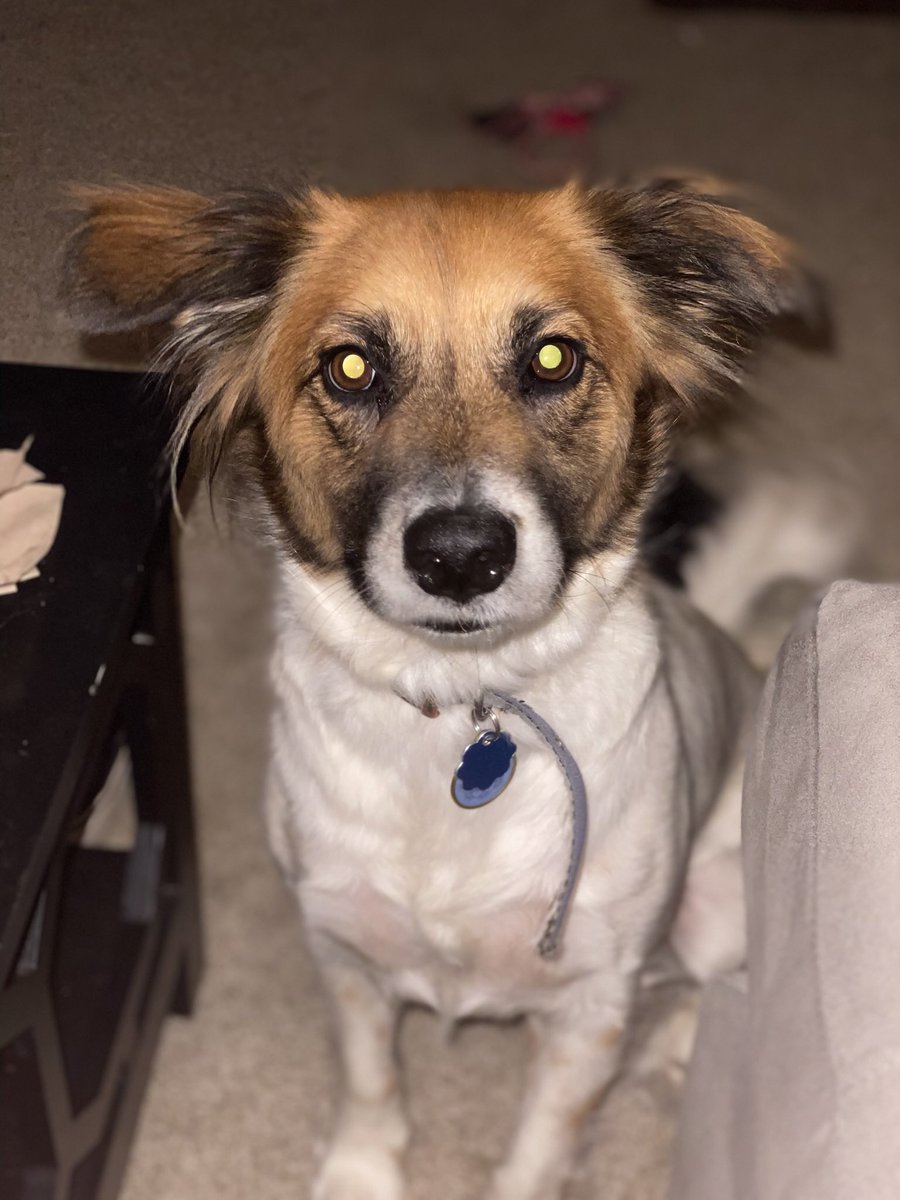 summaa_rainn's tweet photo. I’m a proud dog mom 💜 I love my Maxo Bub &amp; my Billie Boo 🥰 https://t.co/P4ftH8cGF6