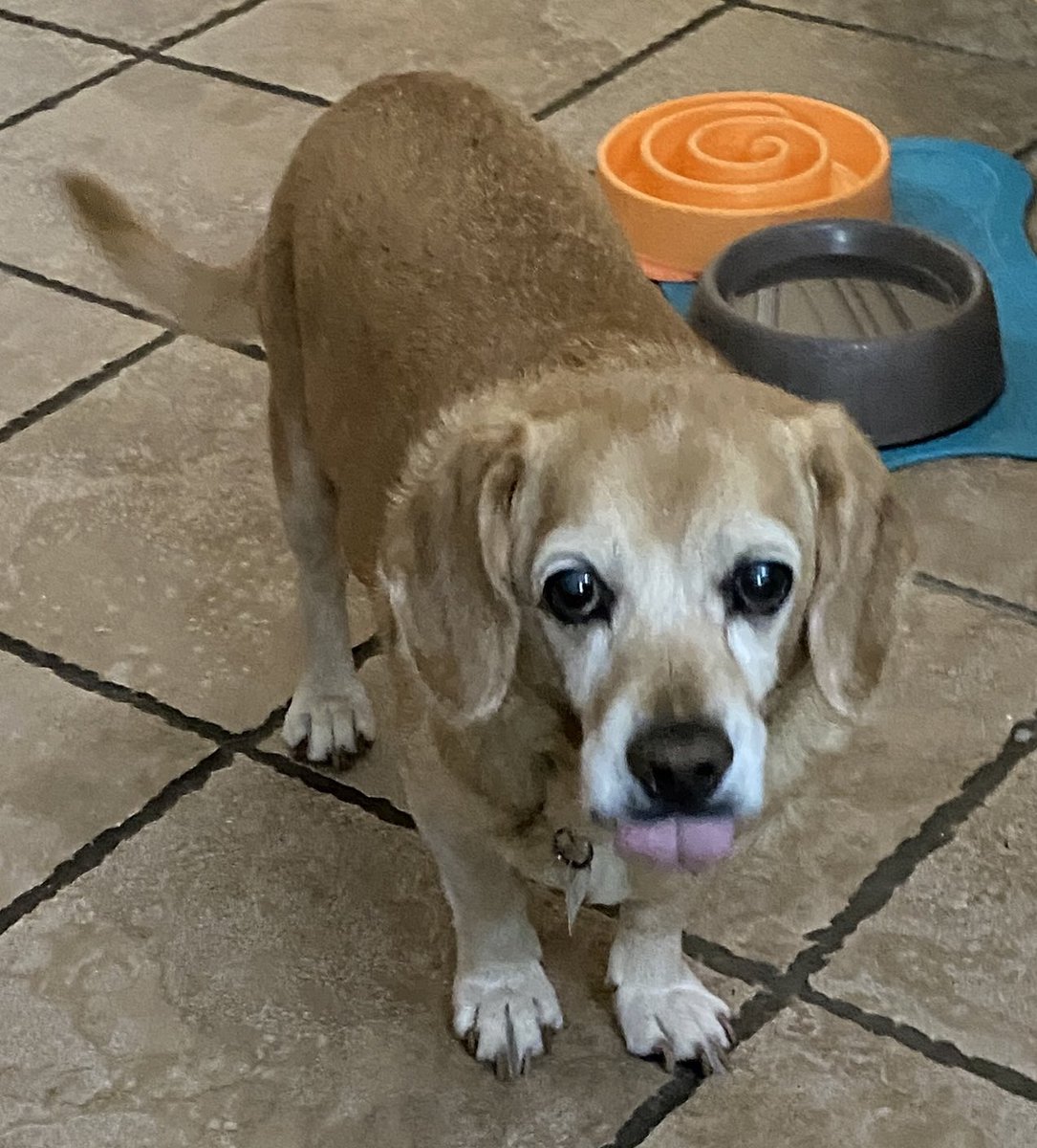 VisitLA4Locals's tweet photo. @Chewy Thank you! Irene was able to help Brodie with his order today. 😊 https://t.co/vgAZ3mlZO9