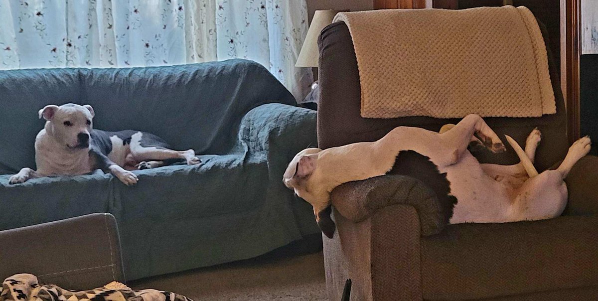 amandaswank85's tweet photo. These boys own my whole heart โค๏ธ๐ถโค๏ธ #francis #oliver #fursons #myloves #myeverythings #myfurbabies #pitbulls #animalsarebetterthanpeople #myloves #myboys #myfriends #myprotectors #bouncybooties #mykings #handsomedevils #thosebooties #sweetboys #gentlemen #sweethearts #kindsouls https://t.co/NbwHXGuaCf