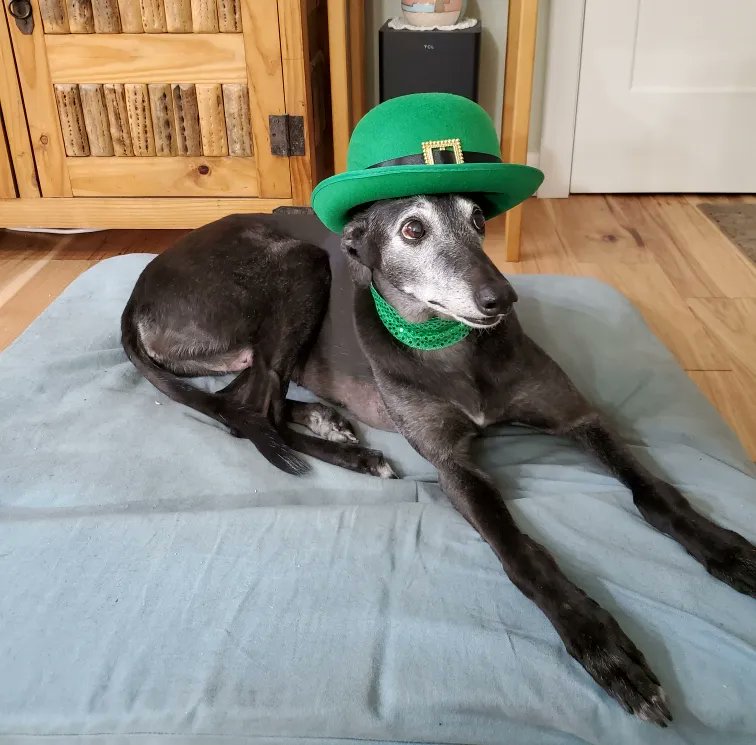 ☘️ Tilly is helping us welcome our recent arrivals from Ireland! She is 11.5 years old now and doing great in her forever home.  #Greyhounds #IrishGreyhounds